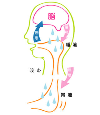 咀嚼の意義１　～消化～